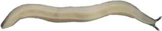 Boettgerilla pallensMASKSNIGEL7,4 × 38,8 mm